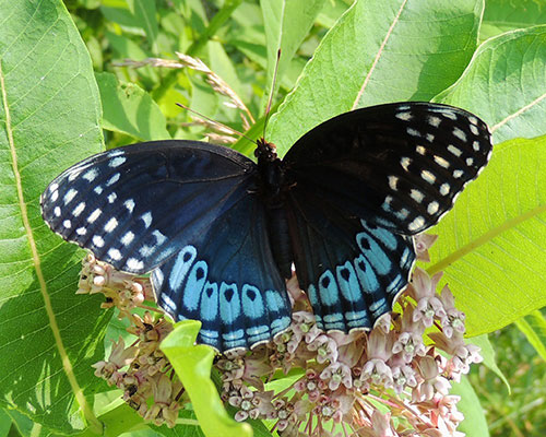 Diana Fritillary Female