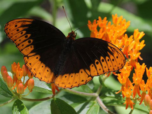 Diana Fritillary Male